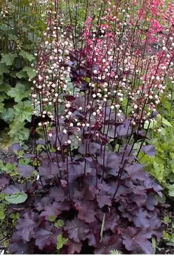 Heuchera Palace Purple