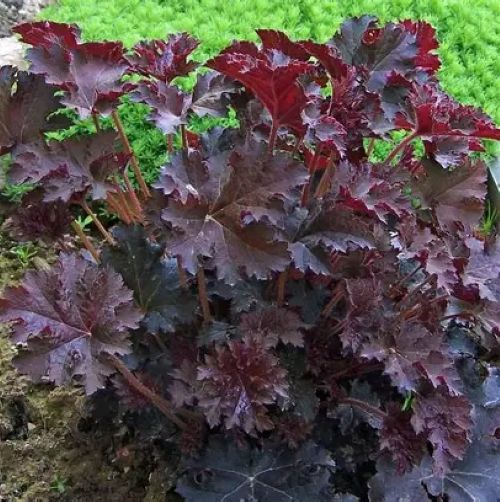 Heuchera Palace Purple
