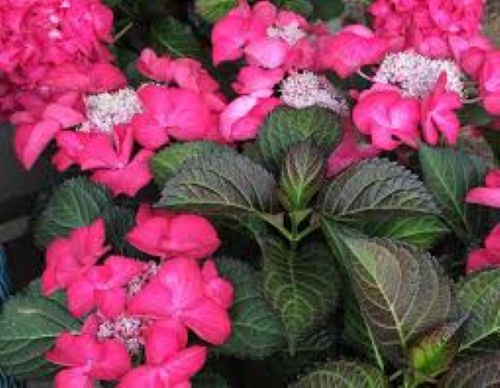 Hydrangea Tuxedo Black Tie