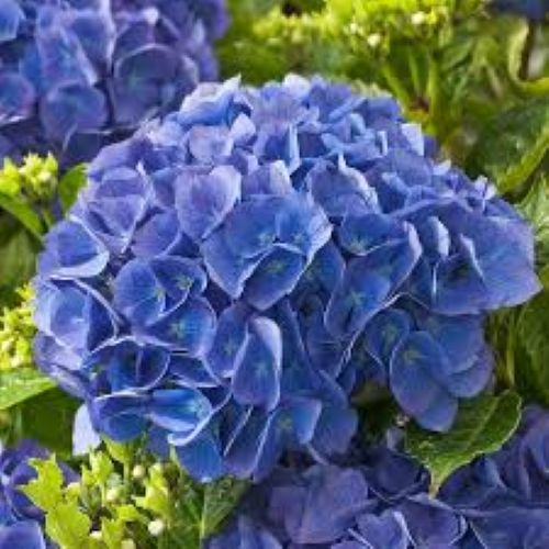 Hydrangea Renate Steiniger