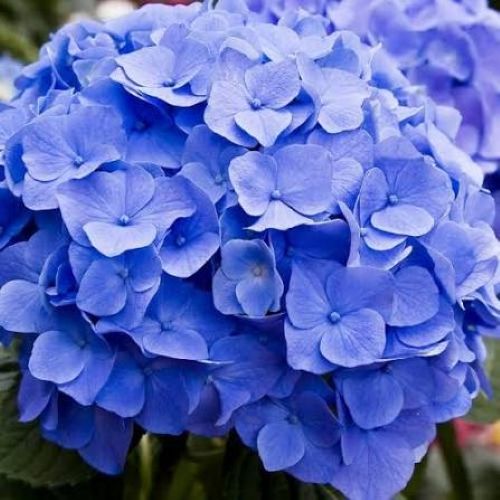 Hydrangea Blue Diamond