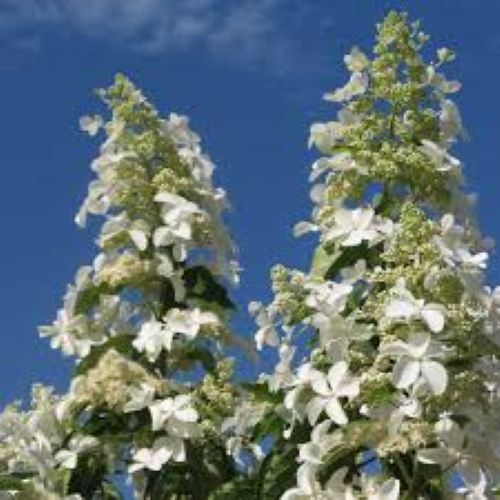 Hydrangea Levana