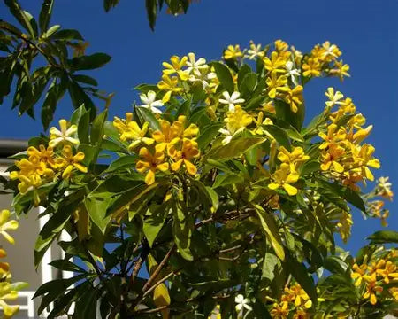 Hymenosporum flavum