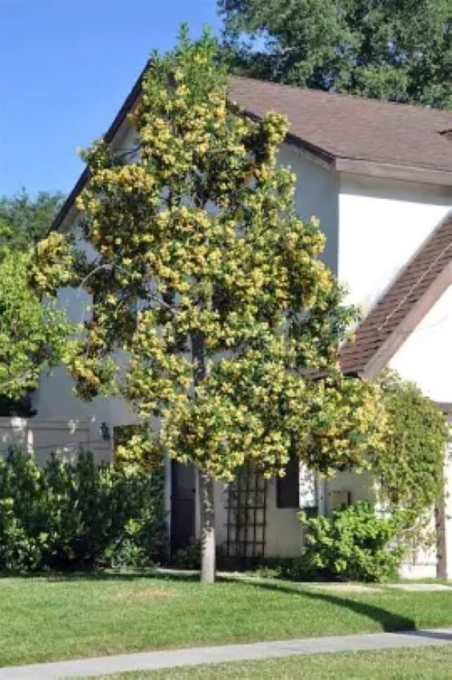 Hymenosporum flavum