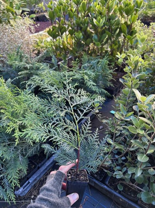 Cupressocyparis ovensii