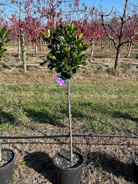 Ficus Tuffi Standard