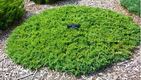 Juniperus Procumbens Nana