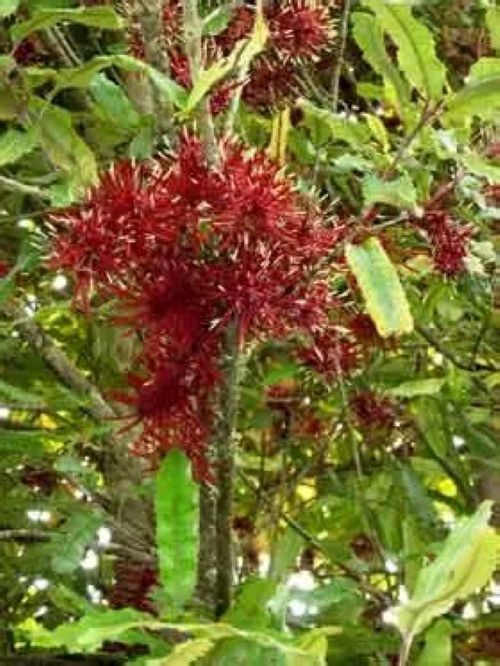 Knightia Excelsa, Rewarewa - NZ Honeysuckle
