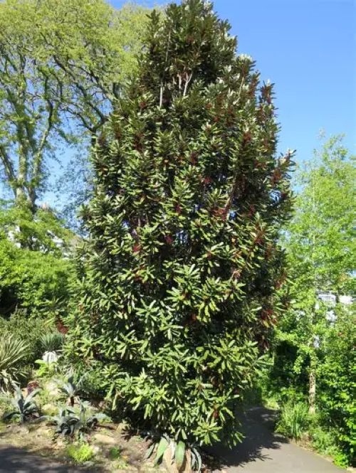 Knightia Excelsa, Rewarewa - NZ Honeysuckle