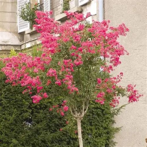Lagerstroemia Souvinir De Hube- Crepe Myrtle