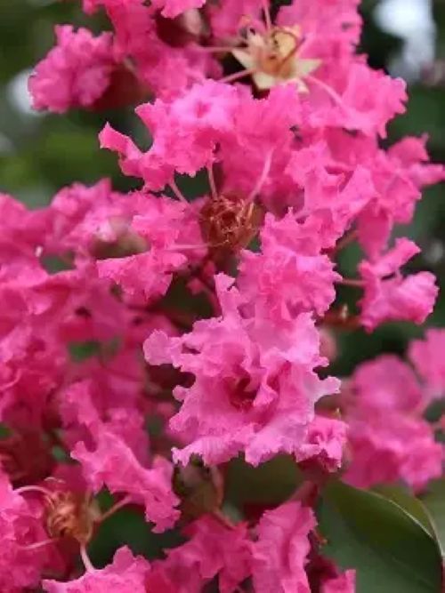 Lagerstroemia Souvinir De Hube- Crepe Myrtle
