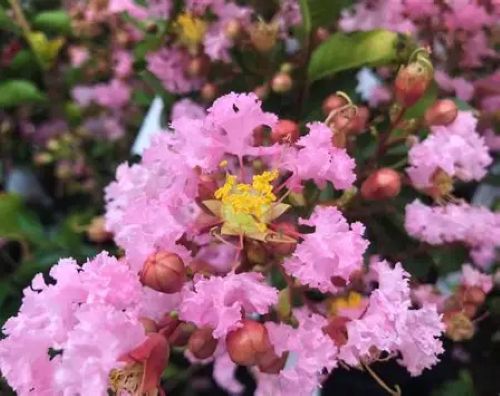 Lagerstroemia Soir D Ete - Crepe Myrtle