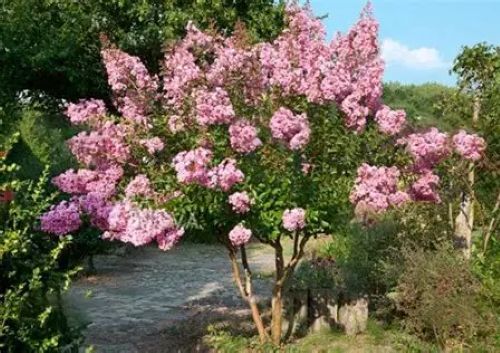 Lagerstroemia Soir D Ete - Crepe Myrtle