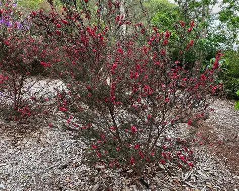 Leptospermum Burgundy Queen