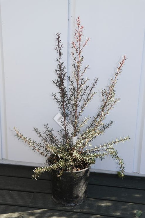 Leptospermum Burgundy Queen 2.5lt