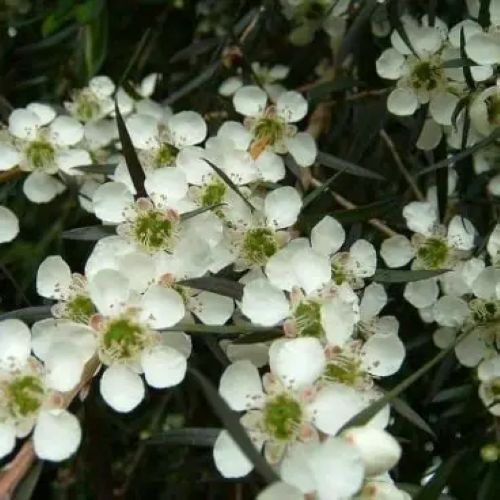 Leptospermum Coppersheen