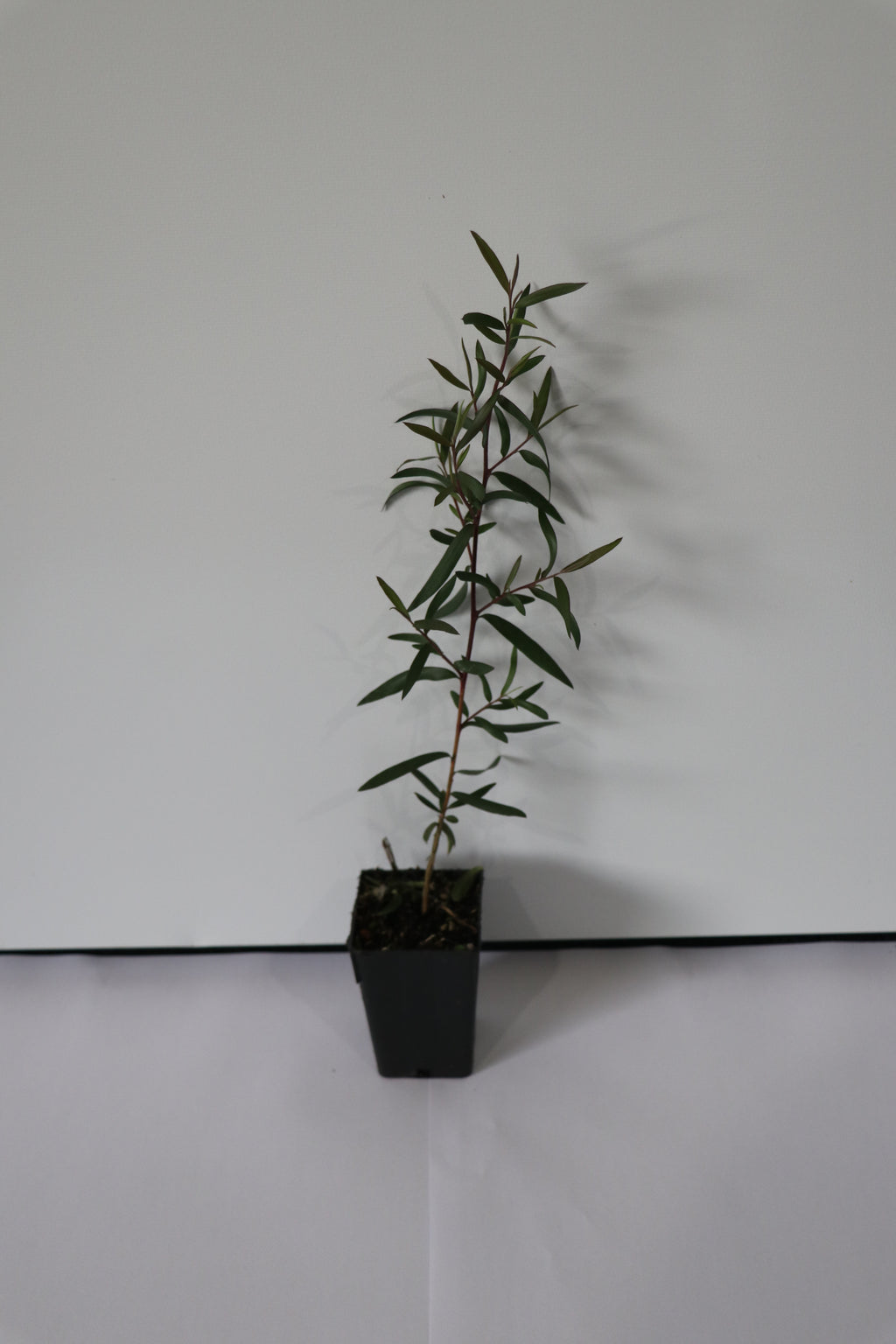 Leptospermum Coppersheen