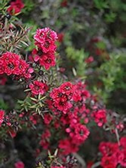 Leptospermum Burgundy Queen