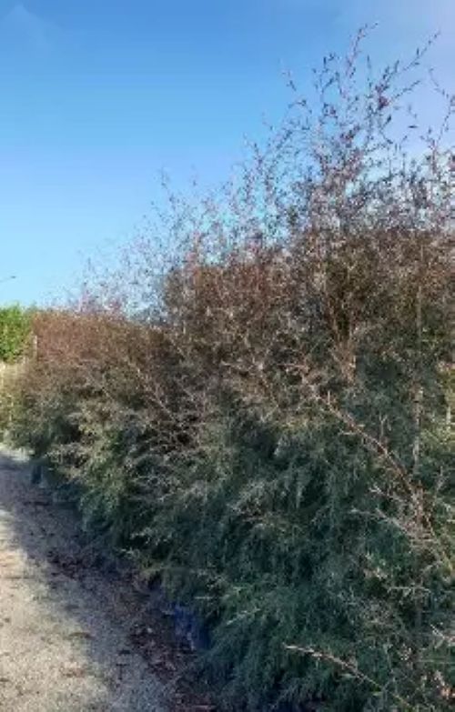Leptospermum Coppersheen