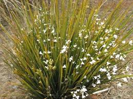 Libertia ixioides NZ Iris / Mikoikoi