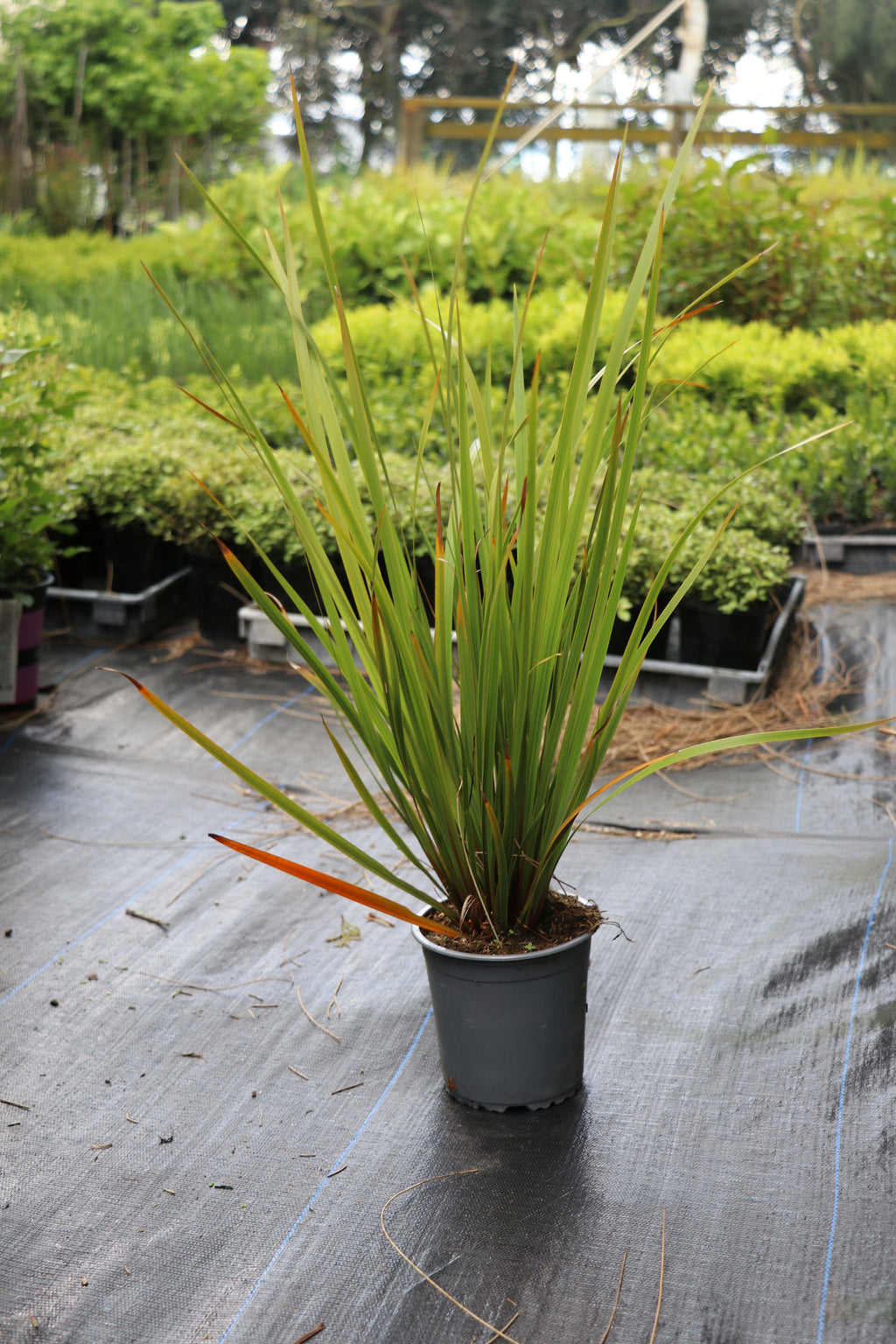 Libertia ixioides NZ Iris / Mikoikoi