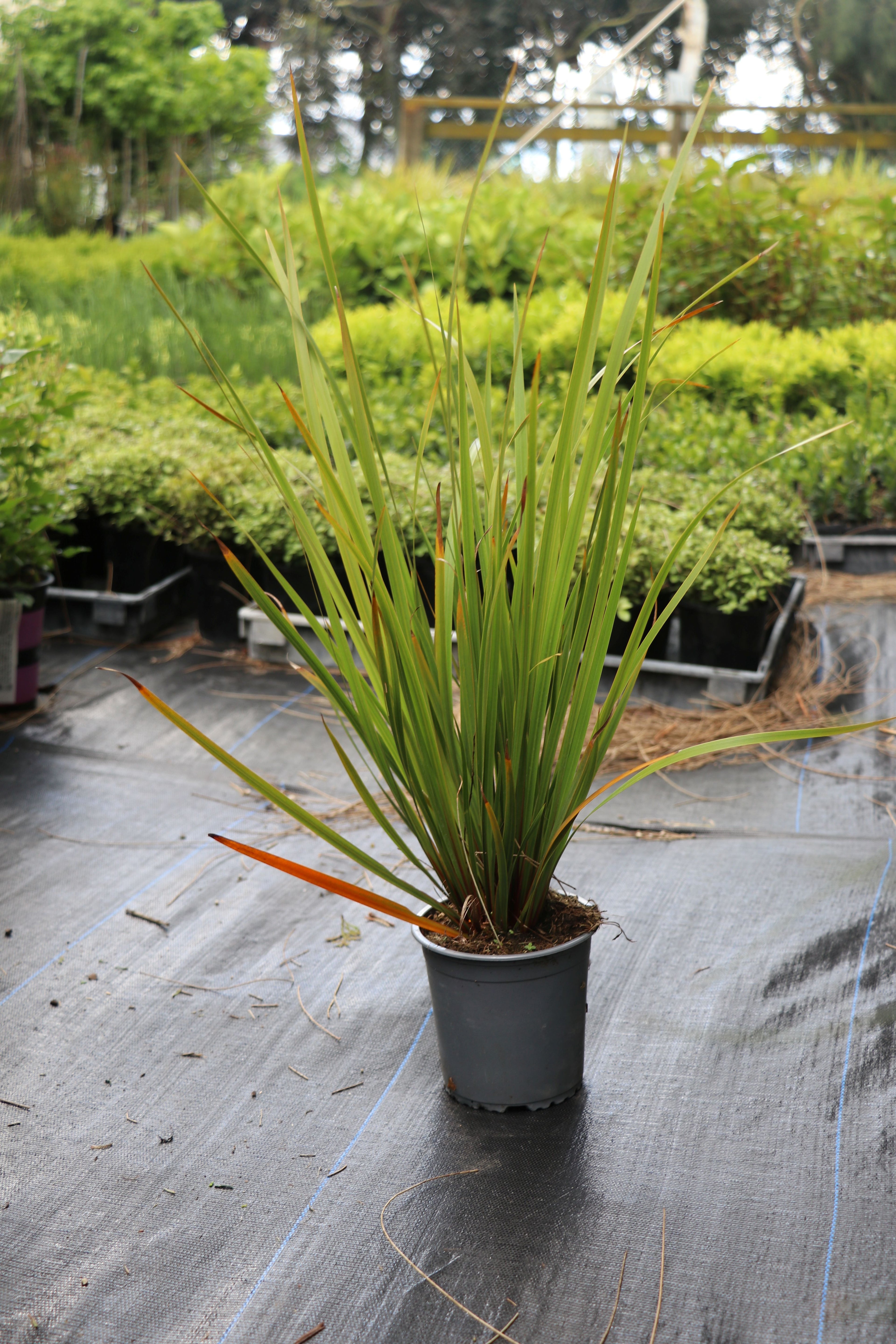 Libertia ixioides NZ Iris / Mikoikoi