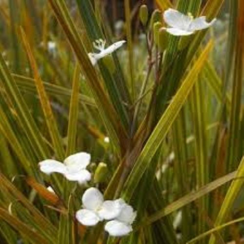 Libertia ixioides NZ Iris / Mikoikoi