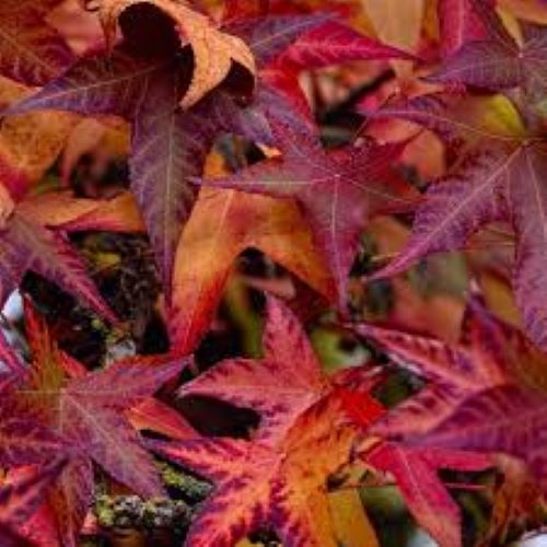 Liquidambar Gumball