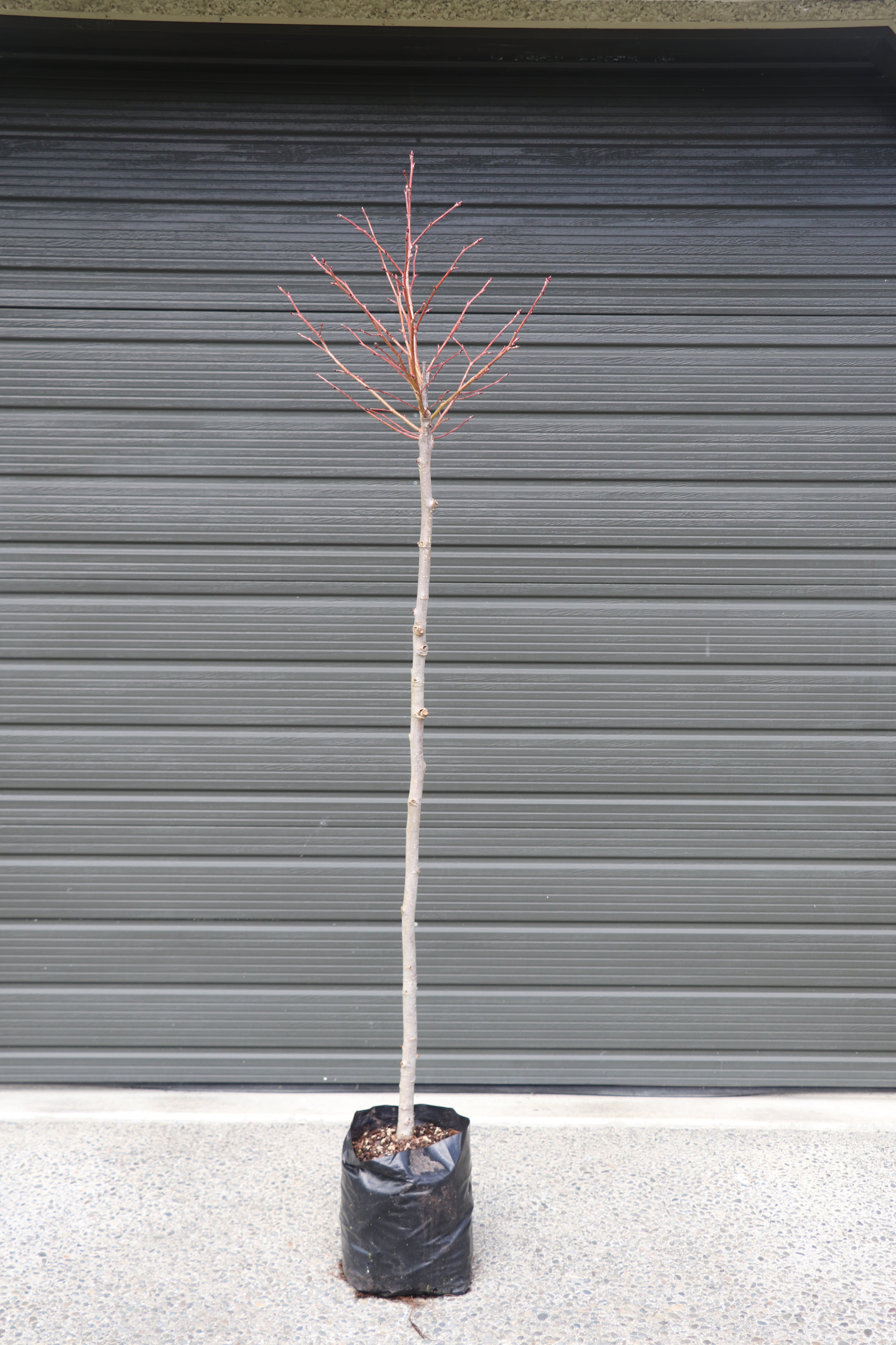 Liquidambar Gumball