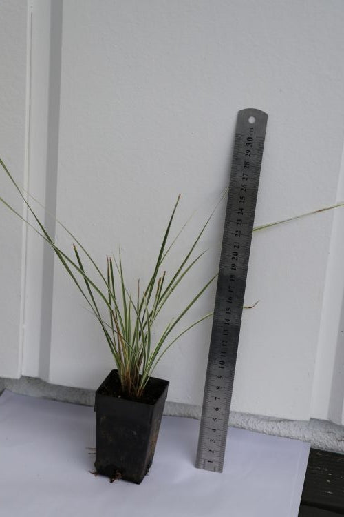 Lomandra Arctic Frost