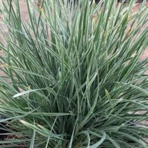 Lomandra Arctic Frost