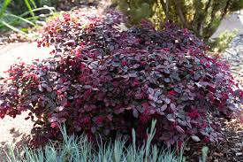 Loropetalum Plum Delight