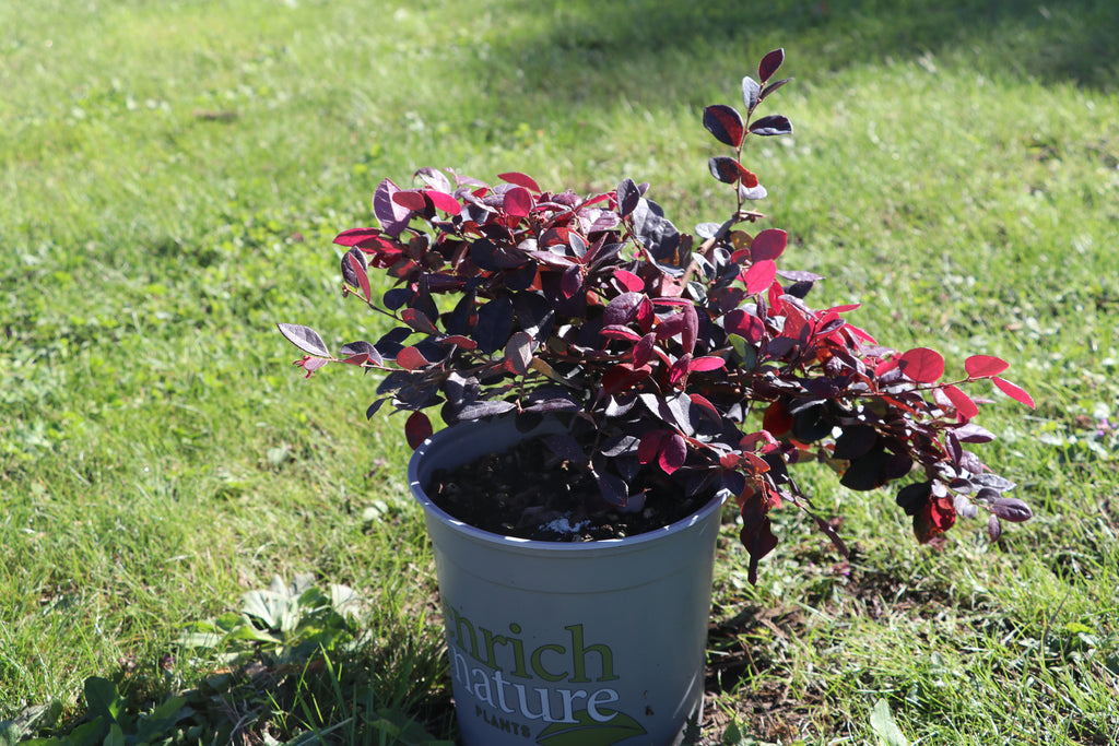 Loropetalum Plum Delight