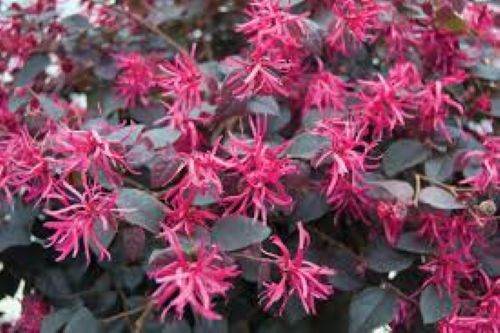 Loropetalum Plum Delight