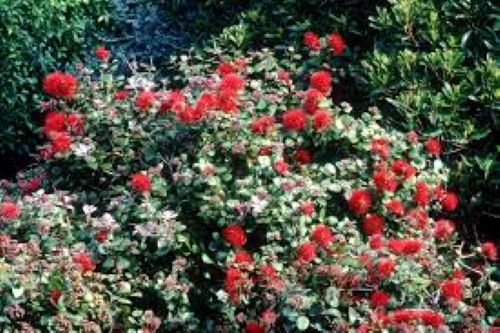 Metrosideros Tahiti - Dwarf Pōhutukawa