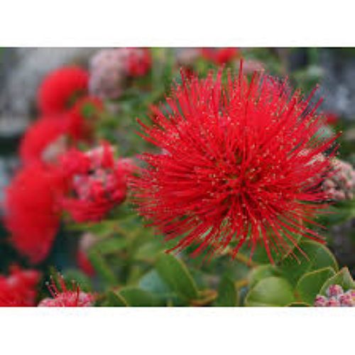 Metrosideros Tahiti - Dwarf Pōhutukawa