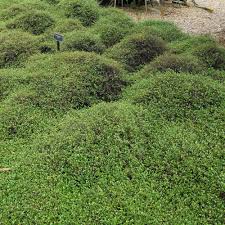 Muehlenbeckia complexa