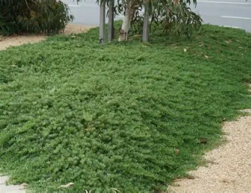 Myoporum parviflora