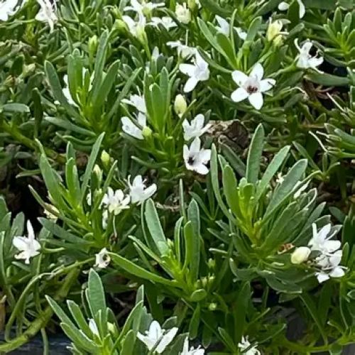 Myoporum parviflora