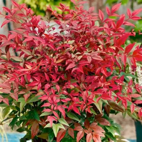 Nandina Obsession