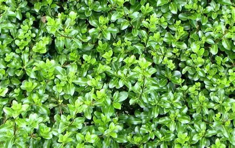 Pittosporum Jade
