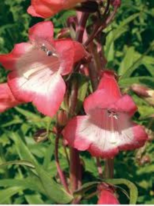 Penstemon Susan