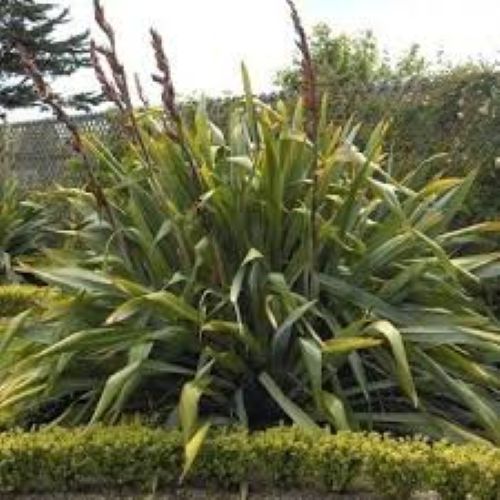Phormium Tenax -Harakeke / NZ Flax