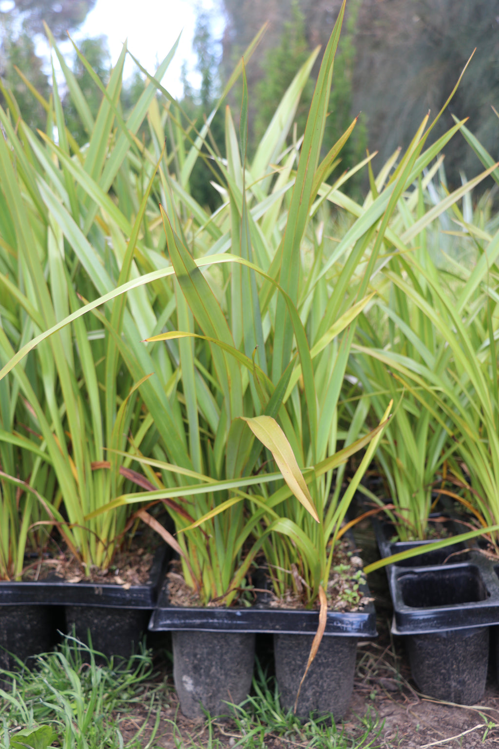 Phormium Tenax -Harakeke / NZ Flax