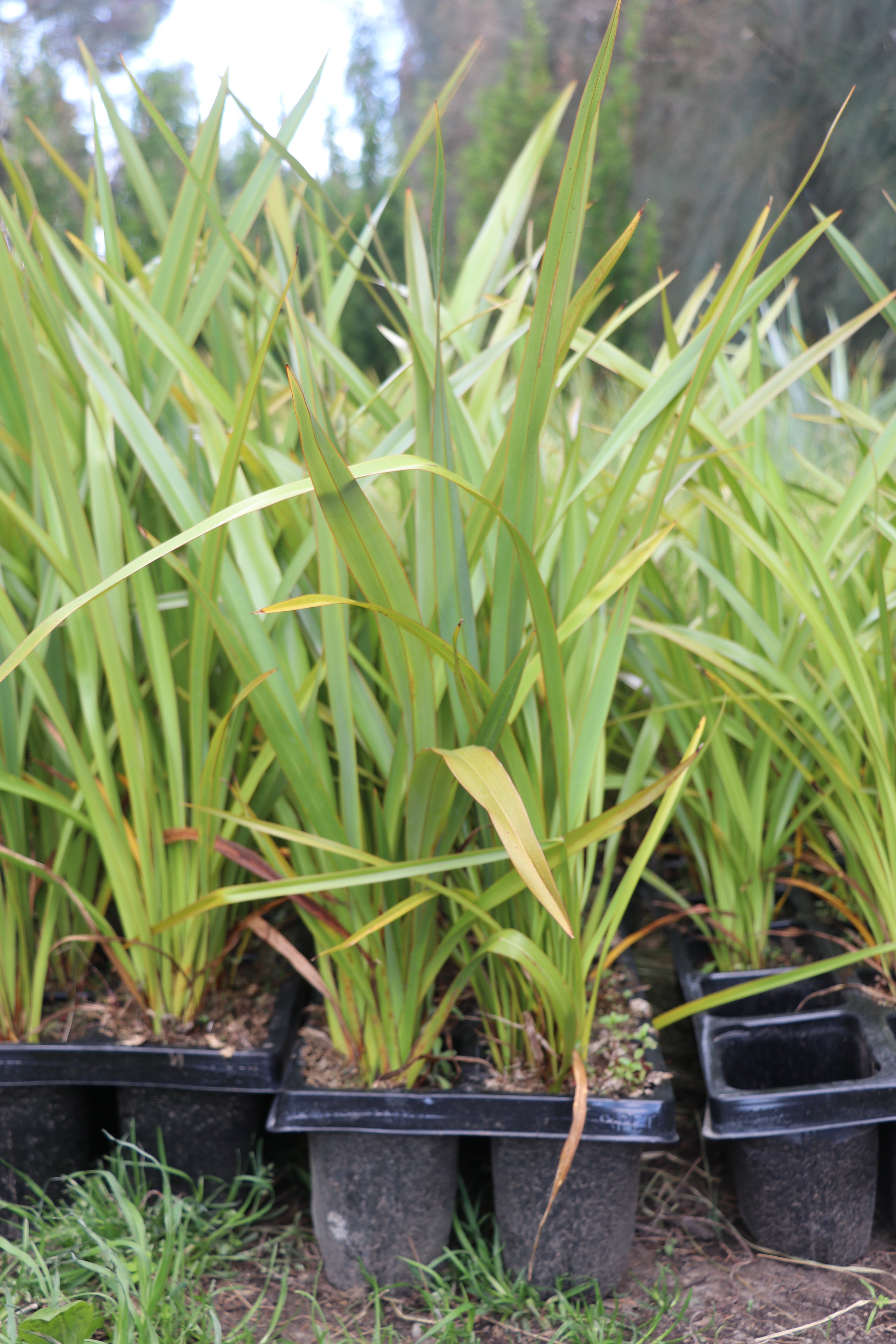 Phormium Tenax -Harakeke / NZ Flax