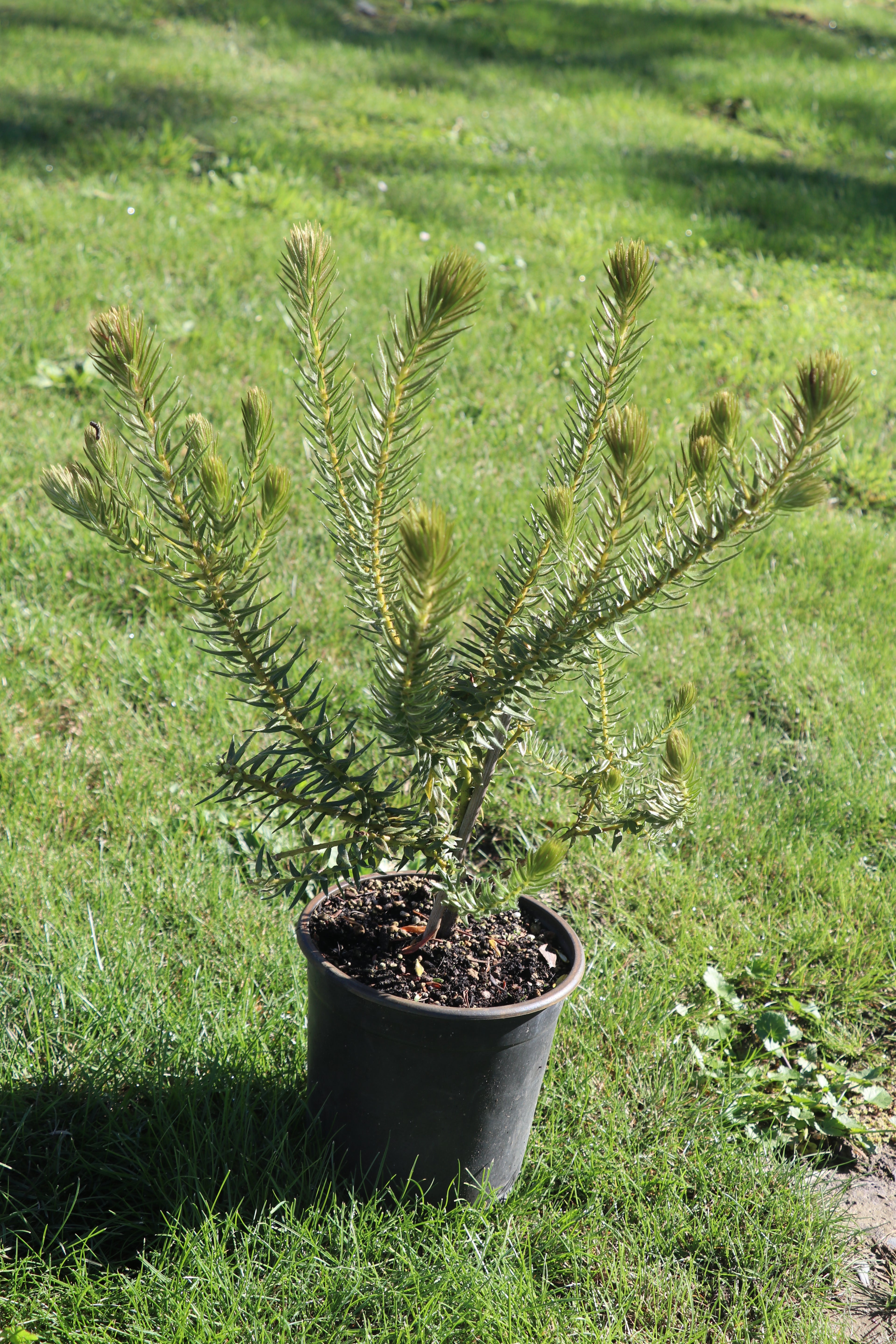 Phylica Pubescens - Flannel Flower, 2.5lt