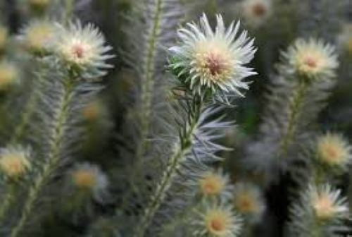 Phylica Pubescens - Flannel Flower, 2.5lt