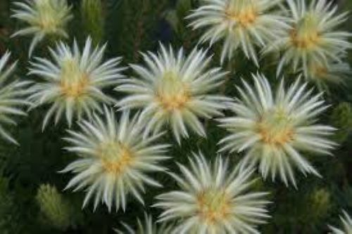 Phylica Pubescens - Flannel Flower, 2.5lt