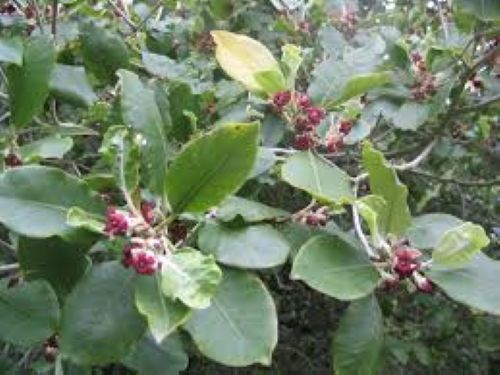 Pittosporum Raphii