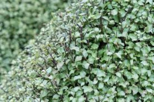 Pittosporum Wrinkled Blue